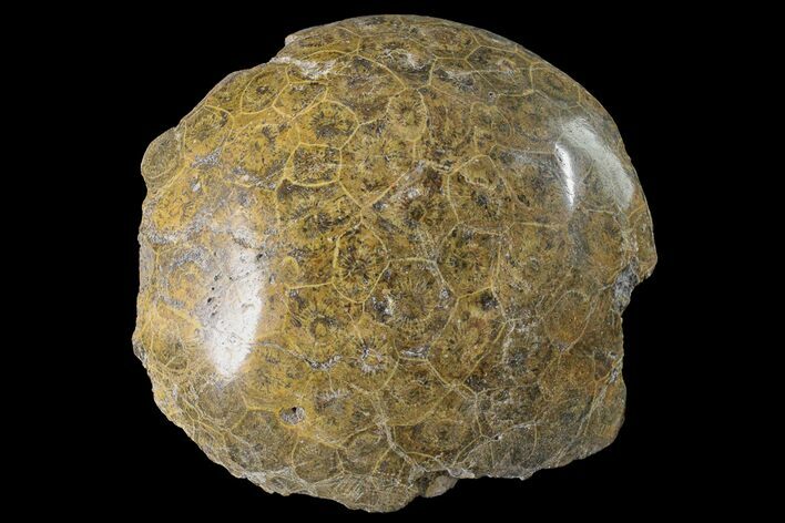 Polished Fossil Coral (Actinocyathus) Head - Morocco #159283